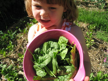 20090519_first spinach harvest_6.JPG